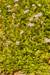 Ageratum littorale
