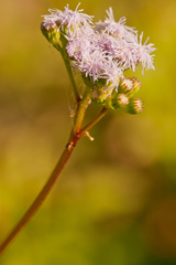 Ageratum littorale