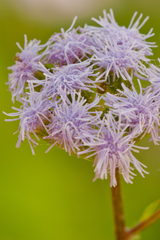 Ageratum littorale