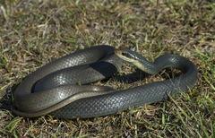 Coluber constrictor paludicola
