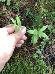 Spigelia hedyotidea