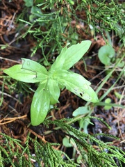 Spigelia hedyotidea