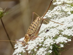Ephippigerida diluta