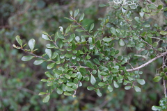 Azara microphylla
