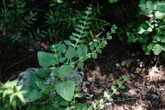Scutellaria albida