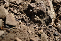 Myrmeleon formicarius