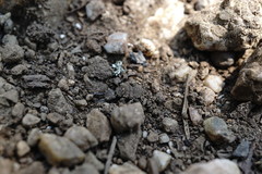 Myrmeleon formicarius