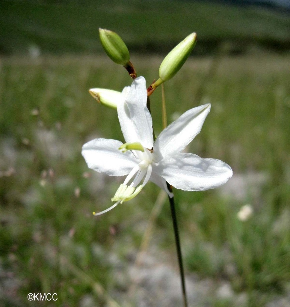 Chlorophytum tripedale