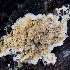 Serpulaceae