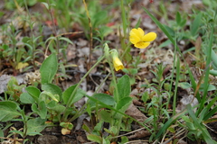 Viola maculata
