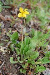 Viola maculata