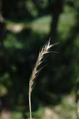 Festuca ambigua