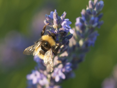 Bombus haematurus