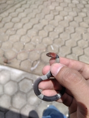 Pseudoleptodeira latifasciata