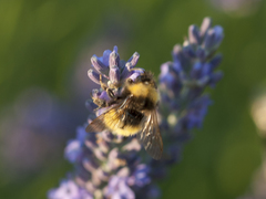 Bombus haematurus