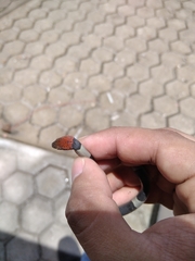 Pseudoleptodeira latifasciata