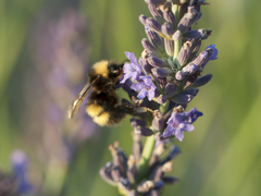 Bombus haematurus