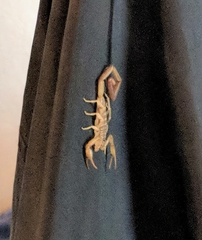 Centruroides guanensis