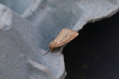 Photedes minima