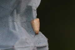Photedes minima