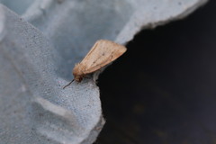 Photedes minima