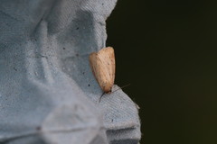 Photedes minima