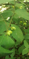 Euonymus verrucosus