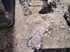 Pseudoleptodeira latifasciata