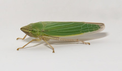 Draeculacephala angulifera