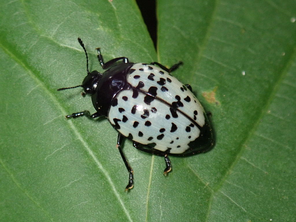 Iphiclus nigropictus