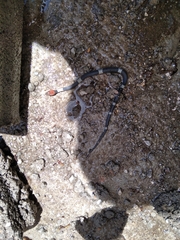 Pseudoleptodeira latifasciata