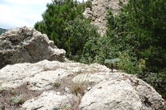 Achnatherum bromoides