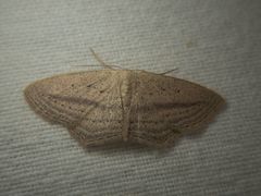 Scopula emutaria