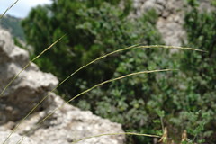 Achnatherum bromoides