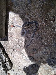 Pseudoleptodeira latifasciata