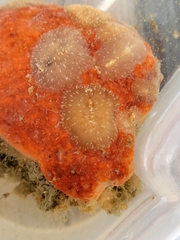 Pseudoceros canadensis