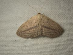 Scopula emutaria