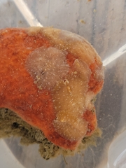 Pseudoceros canadensis