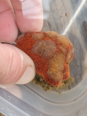 Pseudoceros canadensis