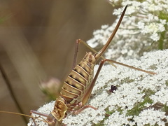 Ephippigerida diluta