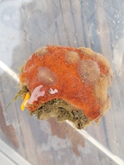 Pseudoceros canadensis