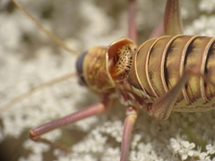 Ephippigerida diluta