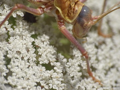 Ephippigerida diluta