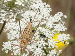 Ephippigerida diluta