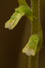 Cyclopogon elatus image