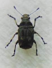 Gynarchaeus ornatus