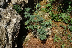 Hippocrepis emerus emeroides