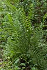 Carex longii