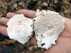 Amanita novinupta