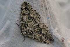 Cleorodes lichenaria